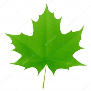 depositphotos_5013374-stock-illustration-green-maple-leaf-isolated-on